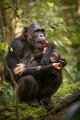 10 Oeganda, Kibale Forest, chimpansee